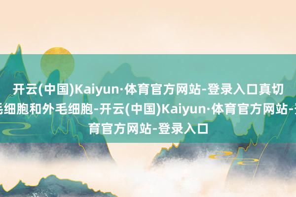 开云(中国)Kaiyun·体育官方网站-登录入口真切谋划内毛细胞和外毛细胞-开云(中国)Kaiyun·体育官方网站-登录入口